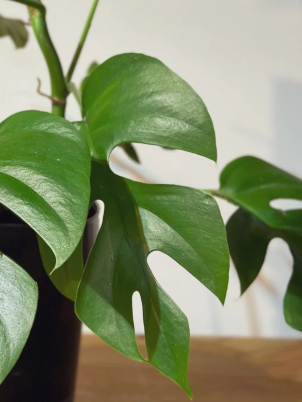 Monstera Raphidospora tetrasperma