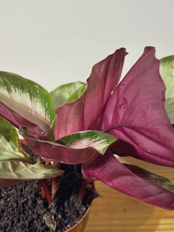 Calathea Rosy