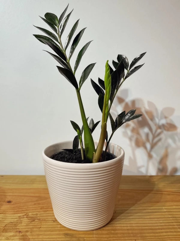 Zamioculca black queen