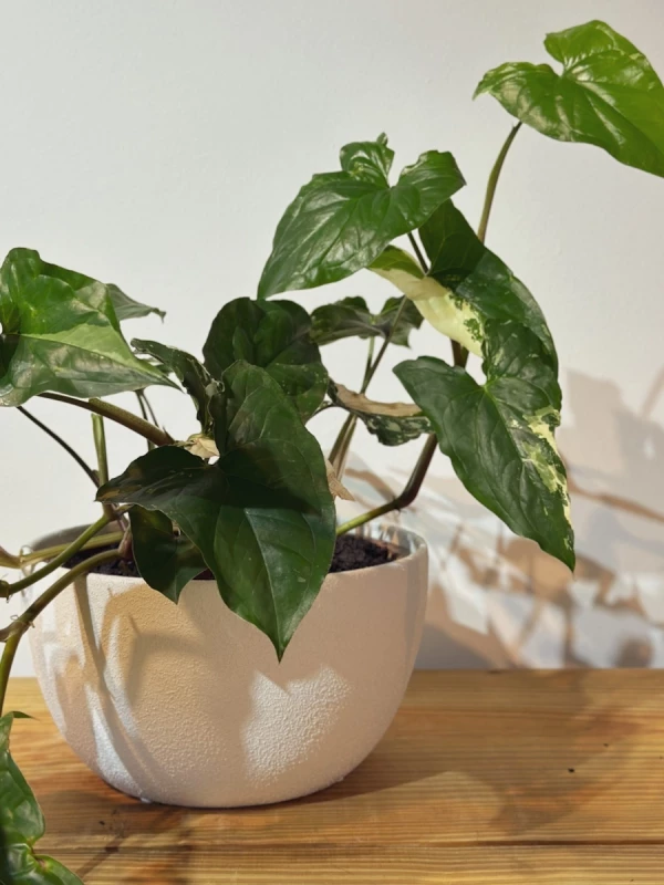 Syngonio Variegata