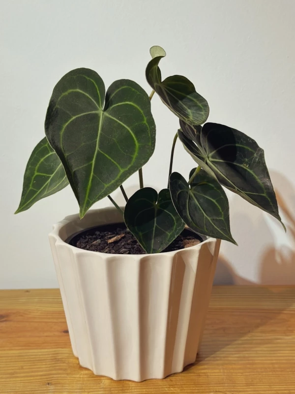 Anthurium Clarinervium