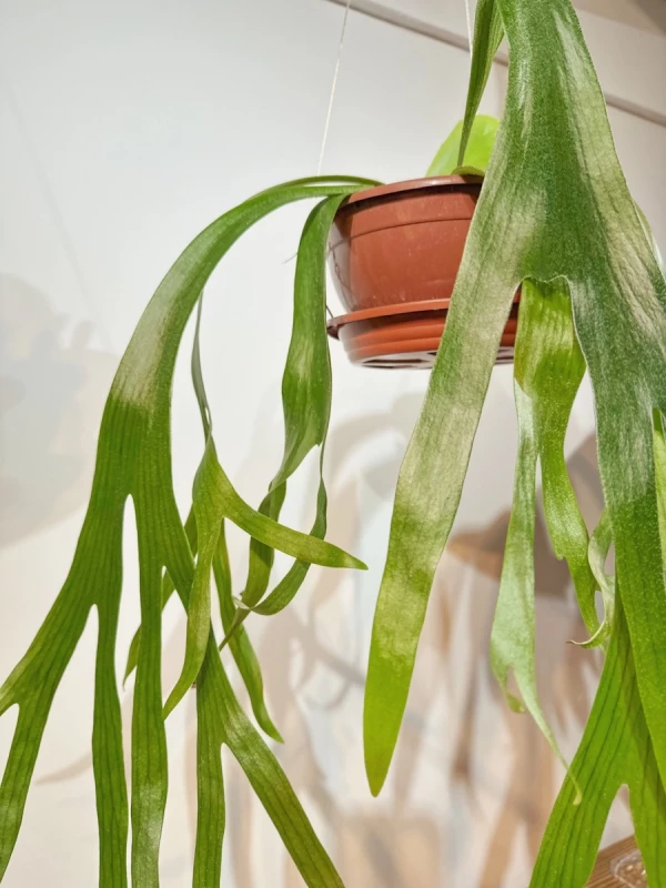 Platycerium - Chifre-de-veado