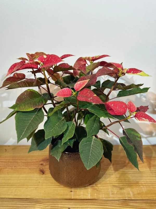 Euphorbia pulcherrima variegata - Flor-do-natal