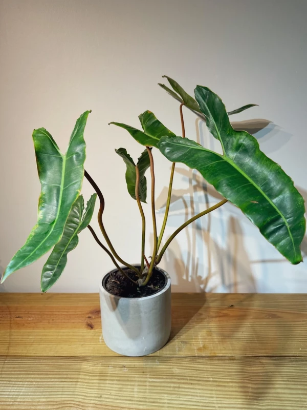 Philodendron Billietiae