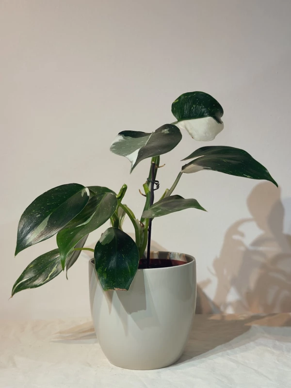 Cachepot para pote 12