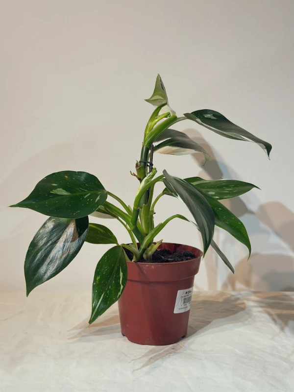 Philodendron White Wizard