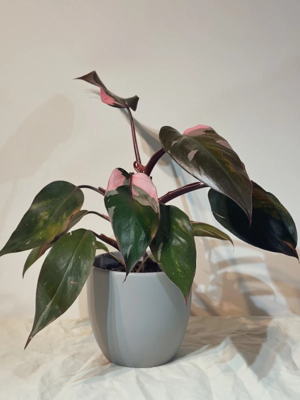 Philodendron Pink Princess - pote 12