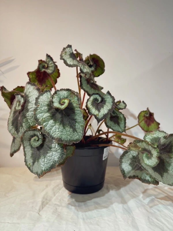 Begonia Rex Caracol