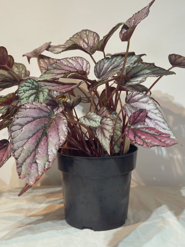Begonia Rex Fairy