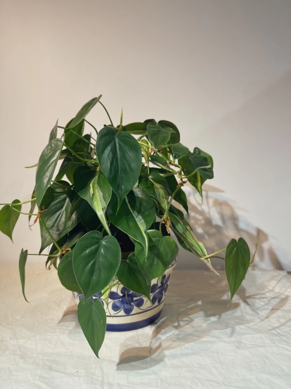Philodendron Branco com estaca