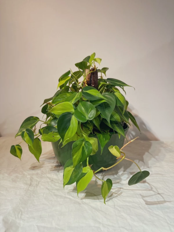 Philodendron Brasil com estaca
