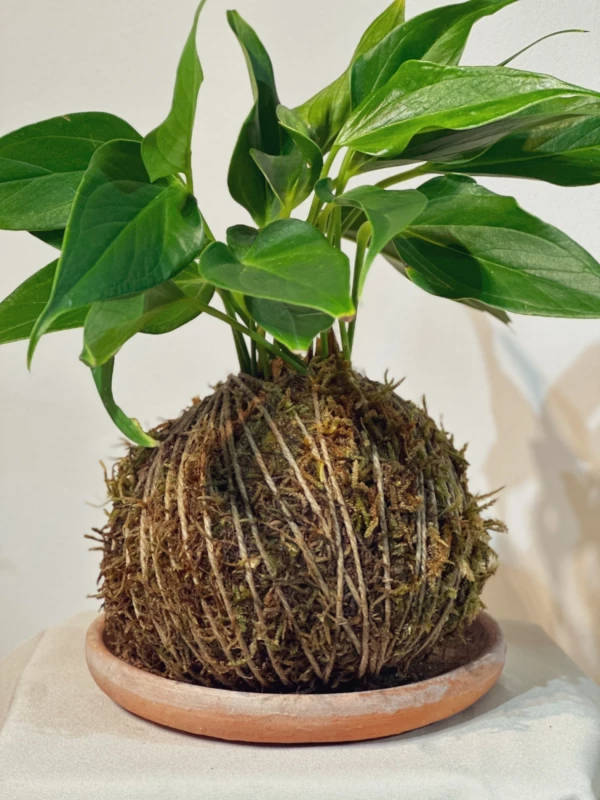 Kokedama Anthurium
