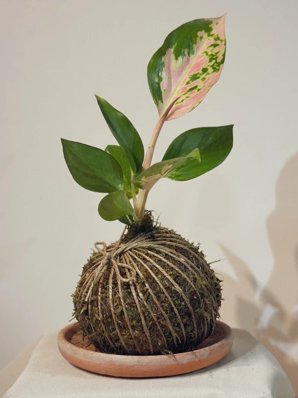 Kokedama Aglaonema