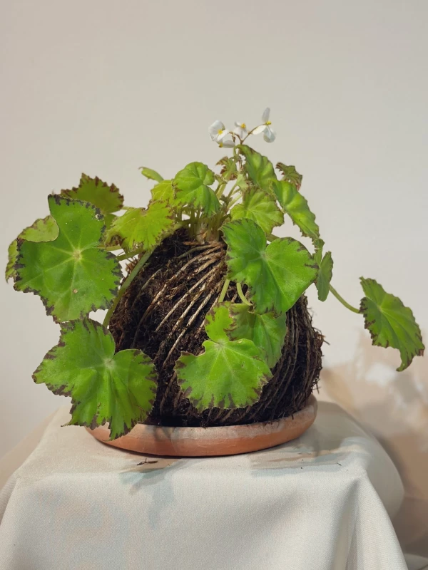 Kokedama Begonia