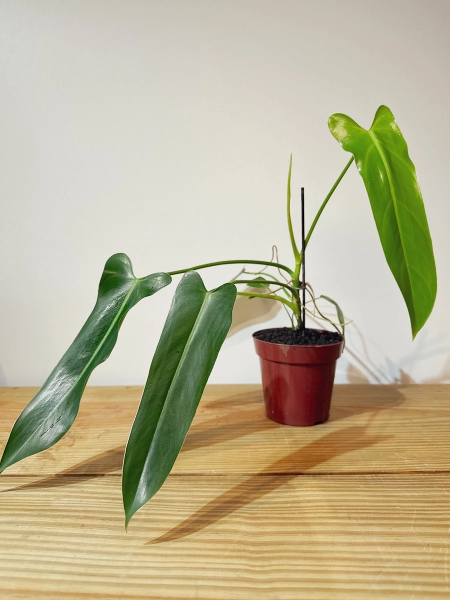 Philodendrum Spiritus Sancti