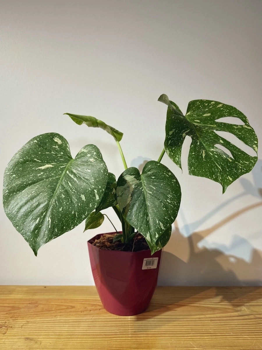 Monstera Thai Constellation - Costela-de-Adão Variegata