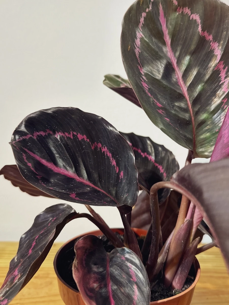 Calathea Surprise Star