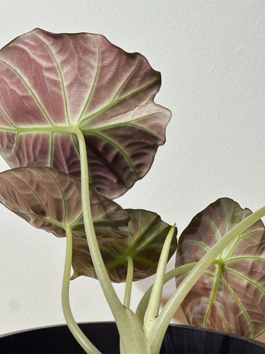 Alocacia black velvet