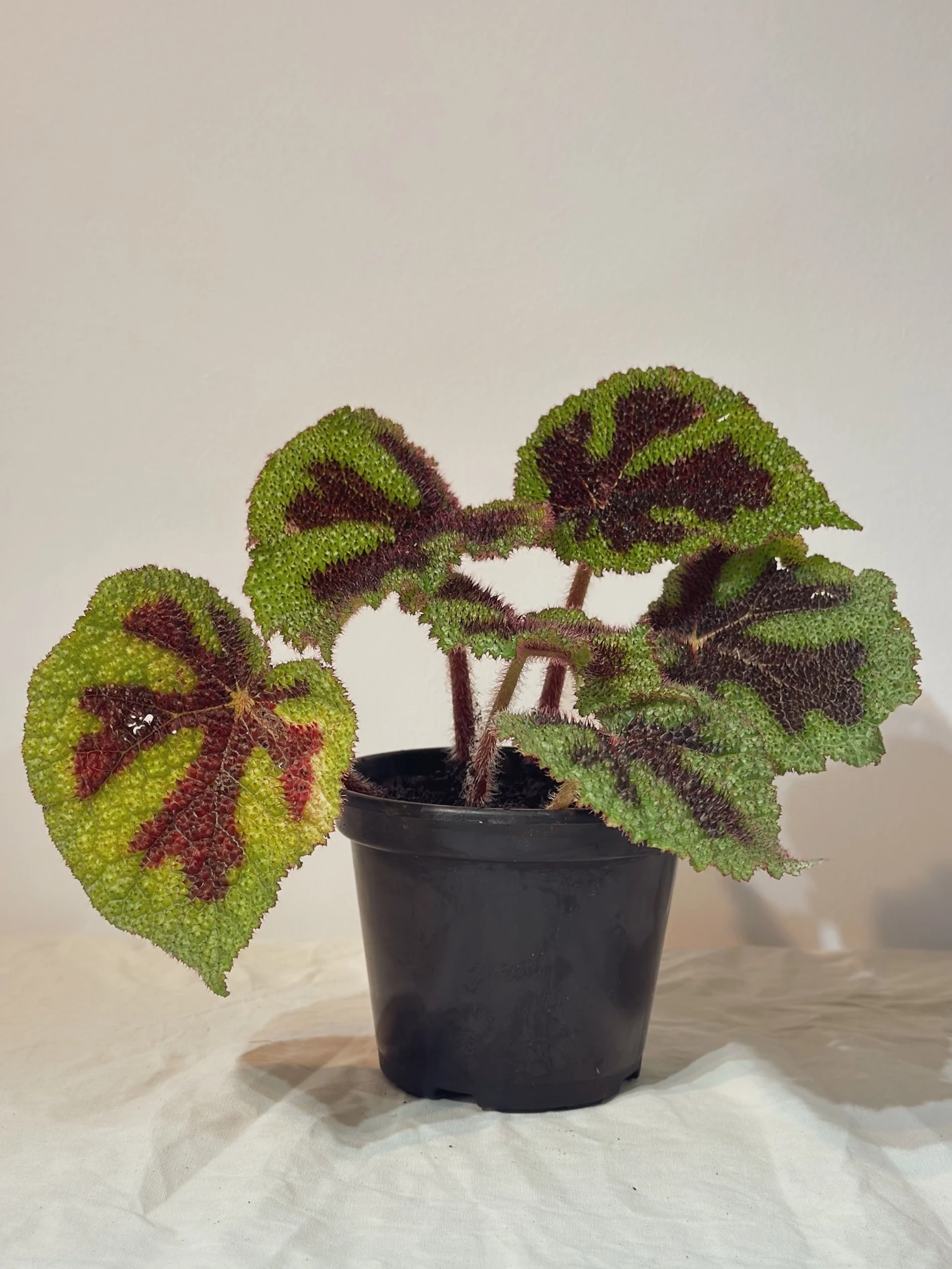 Begonia Cruz de Ferro