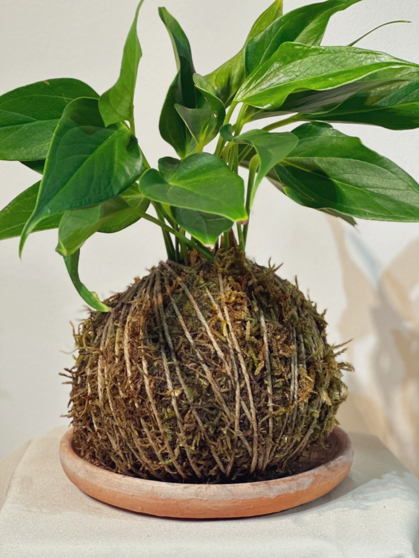Kokedama Anthurium