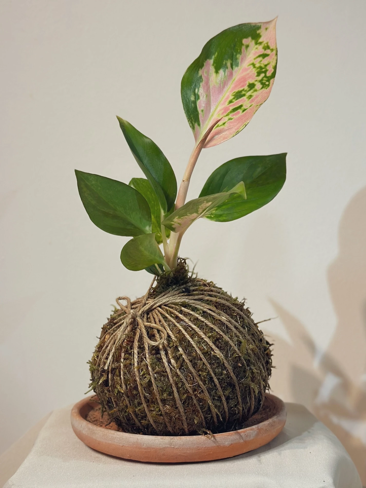 Kokedama Aglaonema
