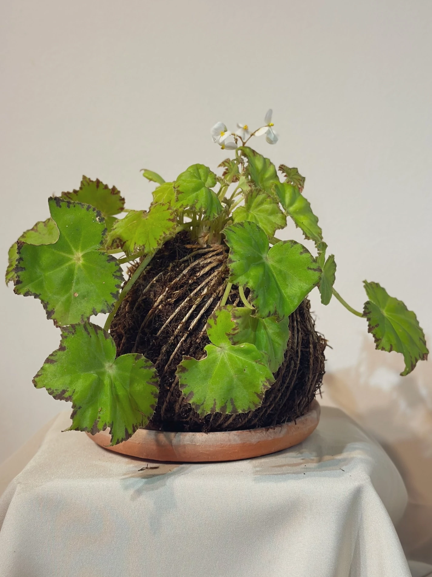 Kokedama Begonia
