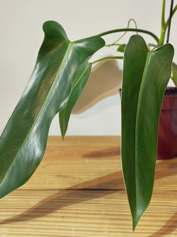 Philodendrum Spiritus Sancti