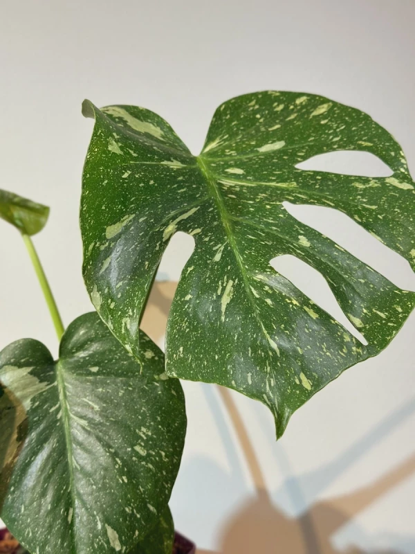 Monstera Thai Constellation - Costela-de-Adão Variegata