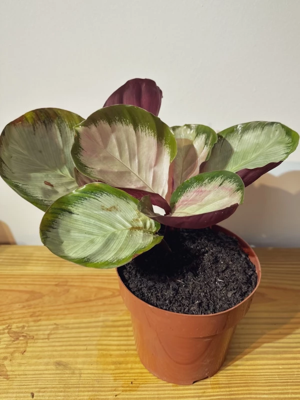 Calathea Rosy