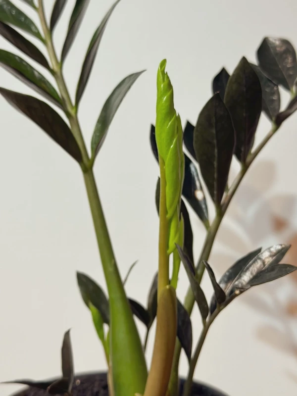 Zamioculca black queen