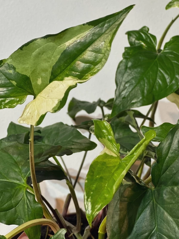 Syngonio Variegata