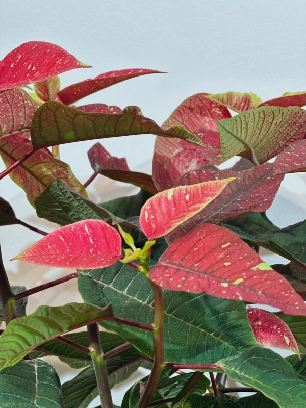 Euphorbia pulcherrima variegata - Flor-do-natal