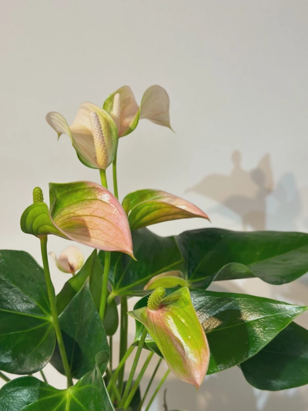 Anthurium