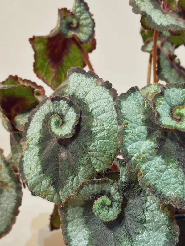 Begonia Rex Caracol