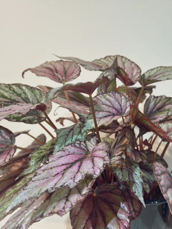 Begonia Rex Fairy