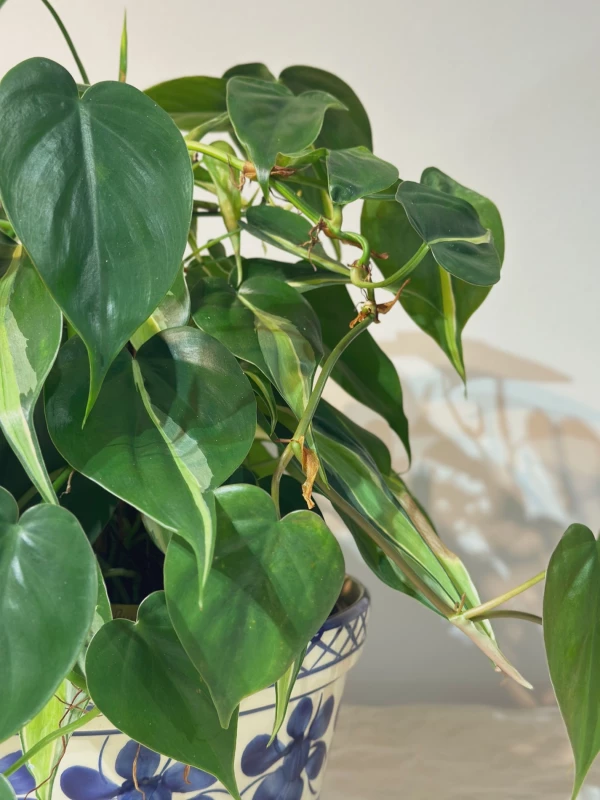 Philodendron Branco com estaca