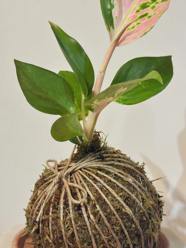 Kokedama Aglaonema