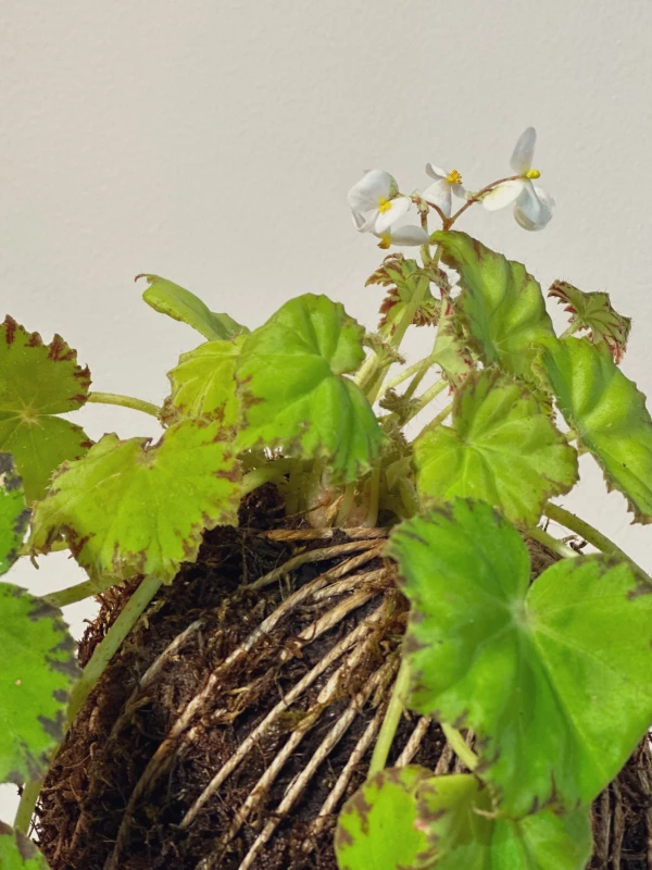 Kokedama Begonia