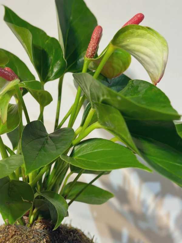 Kokedama Anthurium