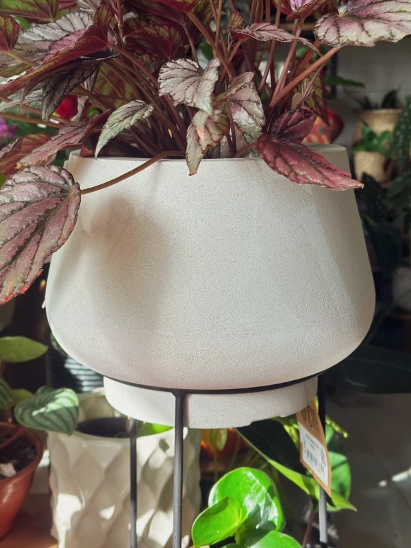 Cachepot Cotton Cream