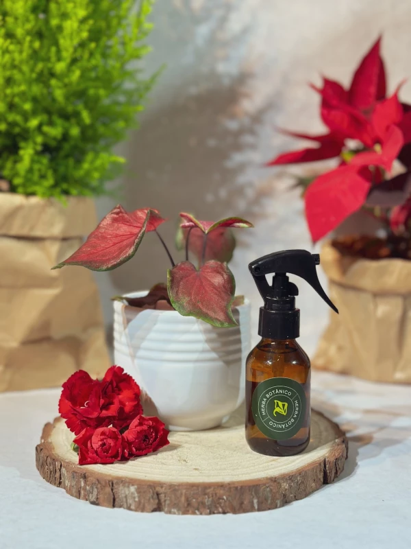 Kit Sopro | Caladium no Cachepot + Spray de Ambientes Herba