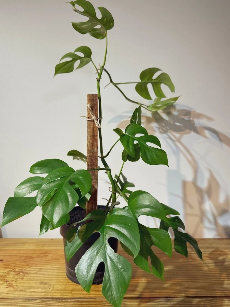 Monstera Raphidospora tetrasperma