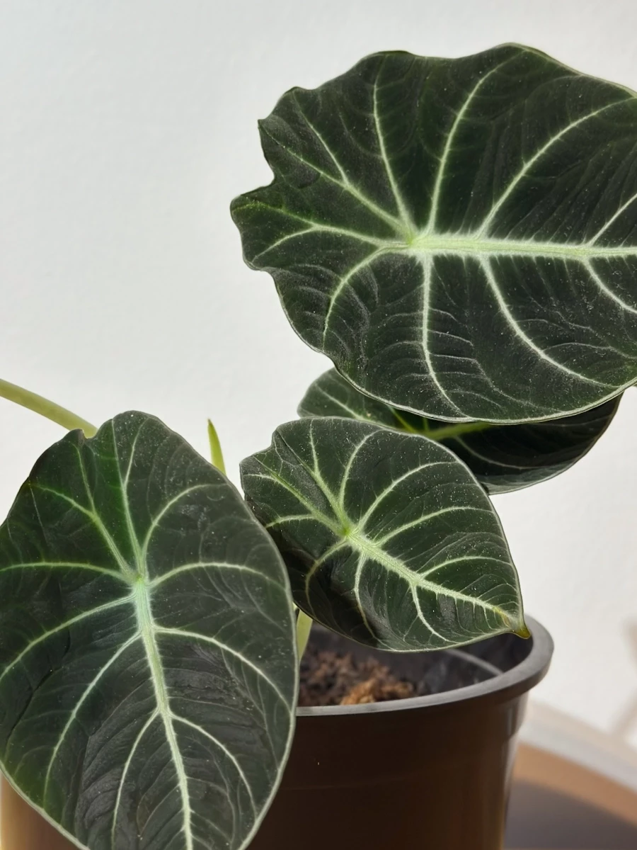 Alocacia black velvet