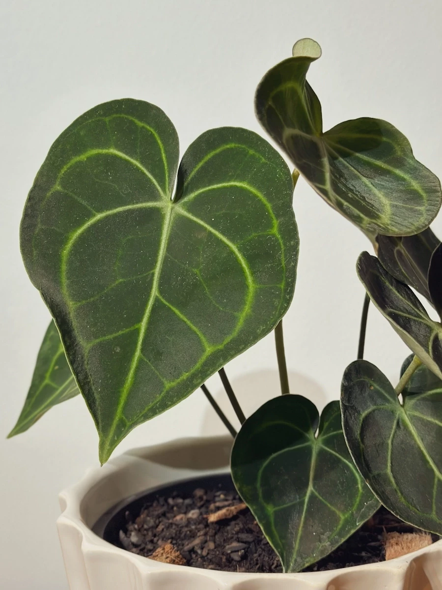 Anthurium Clarinervium