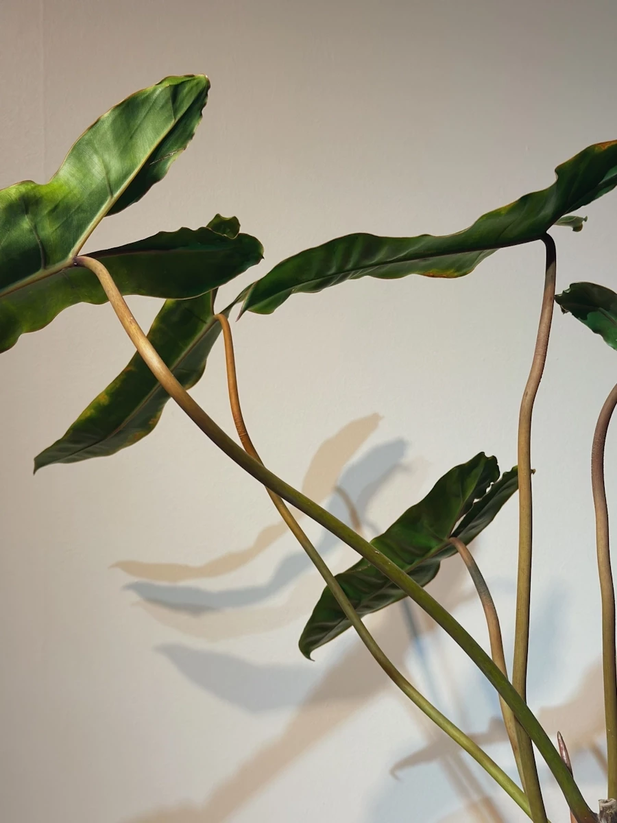 Philodendron Billietiae