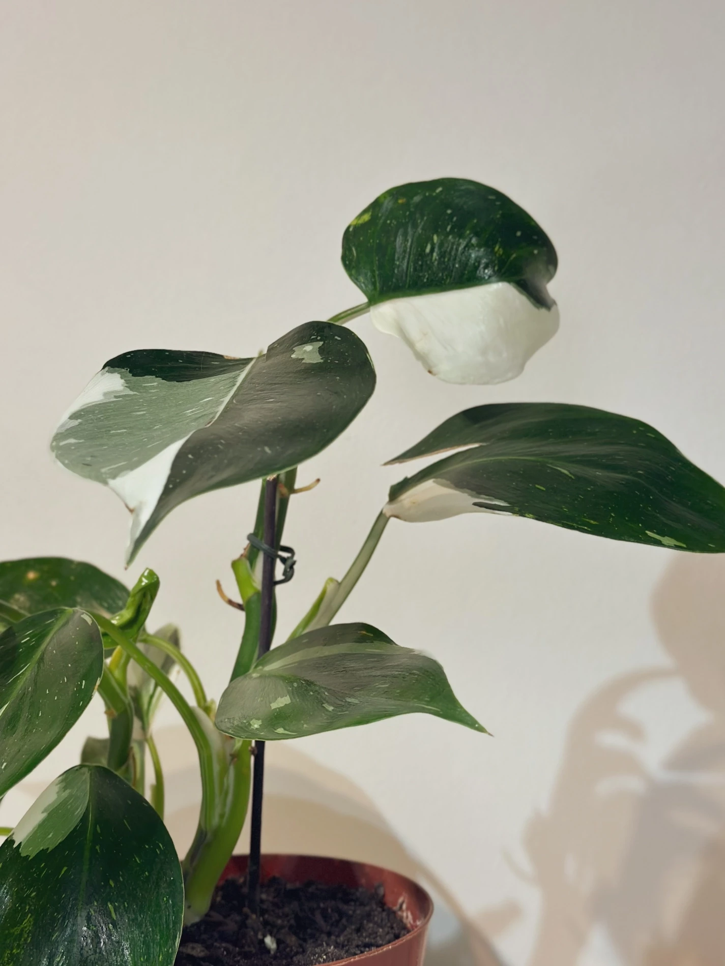 Philodendron White Wizard