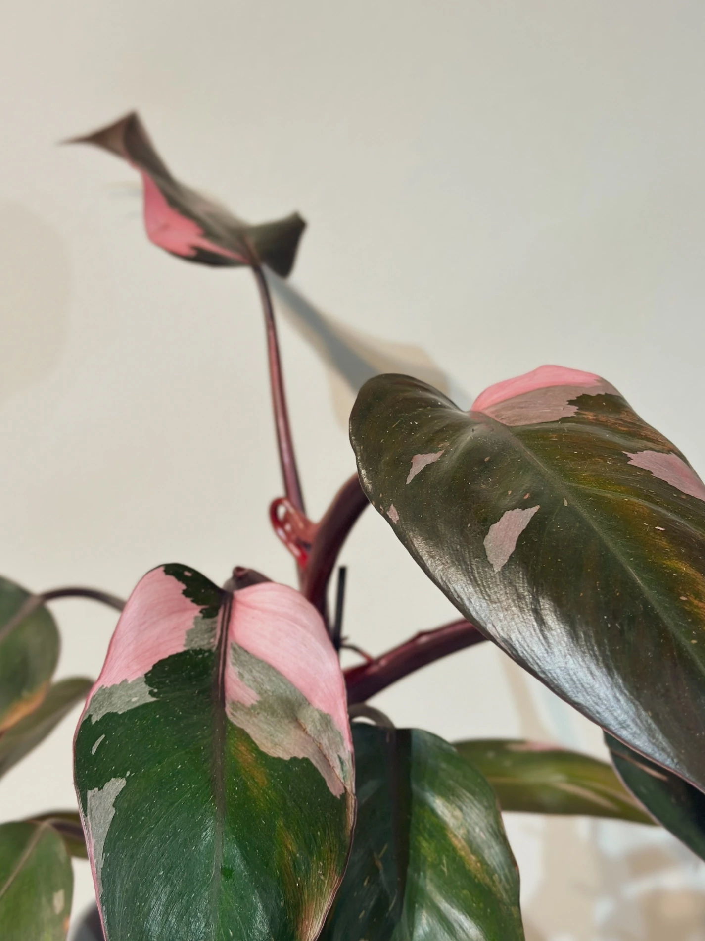 Philodendron Pink Princess - pote 12
