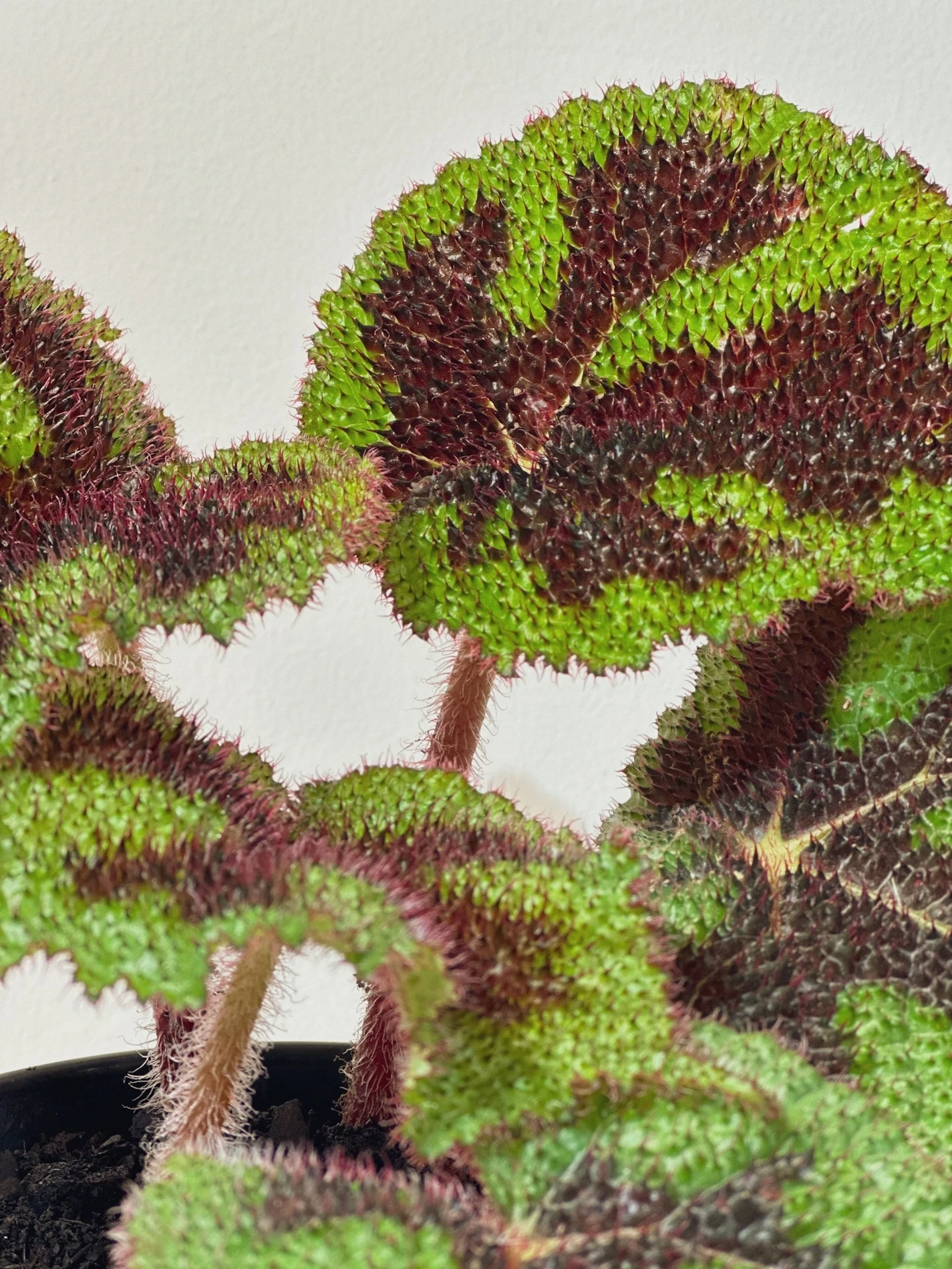 Begonia Cruz de Ferro