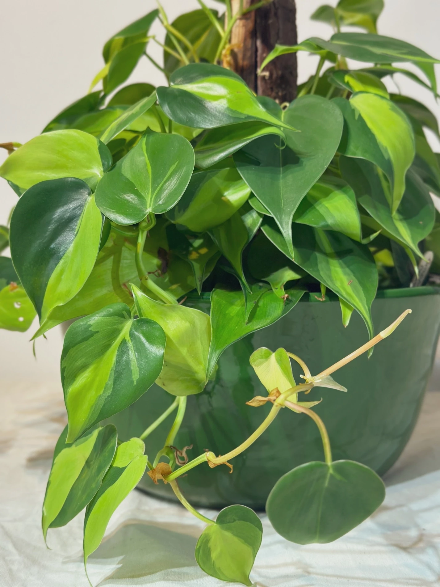 Philodendron Brasil com estaca