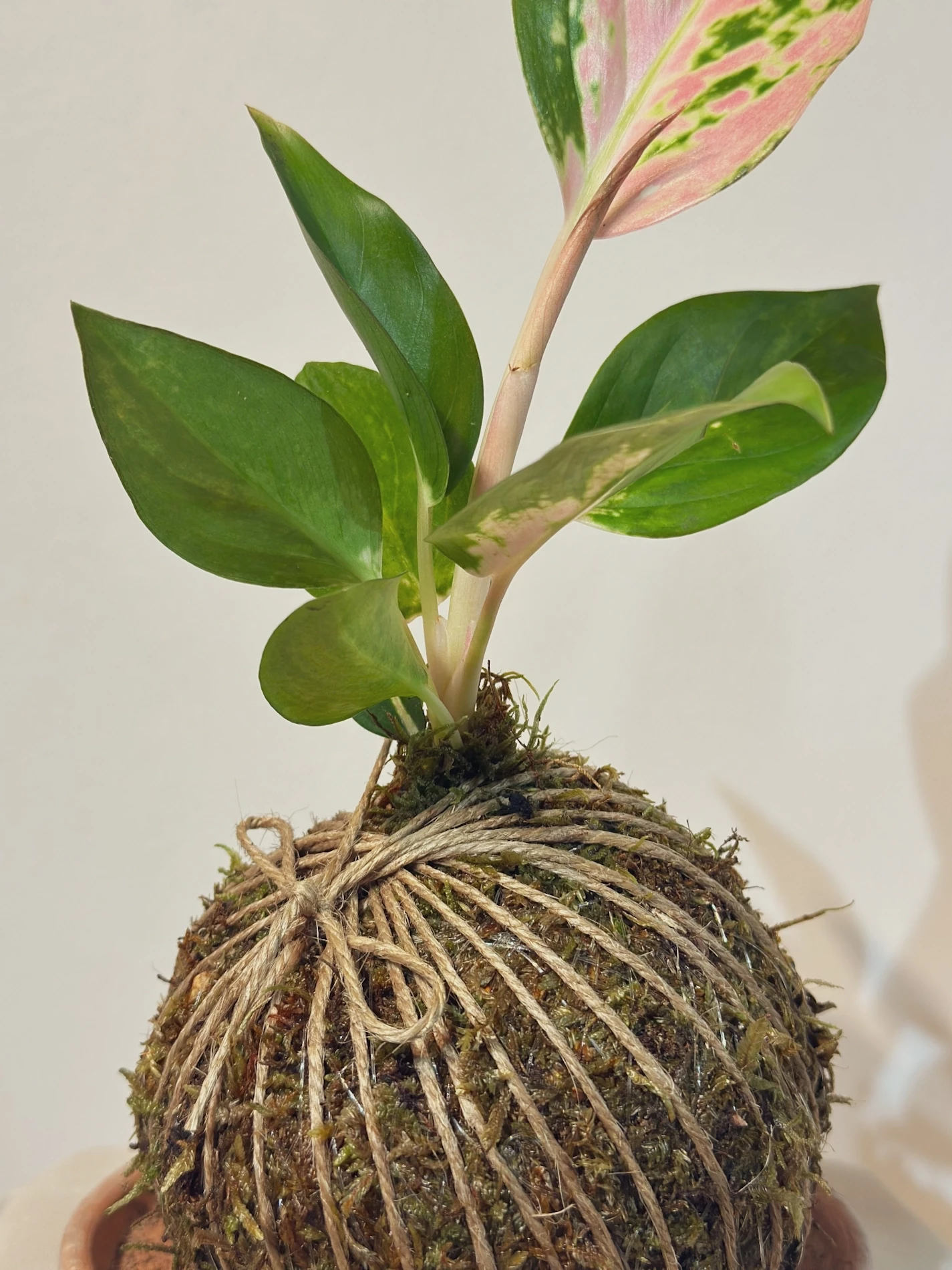 Kokedama Aglaonema
